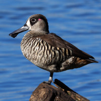 Pink-eared Duck